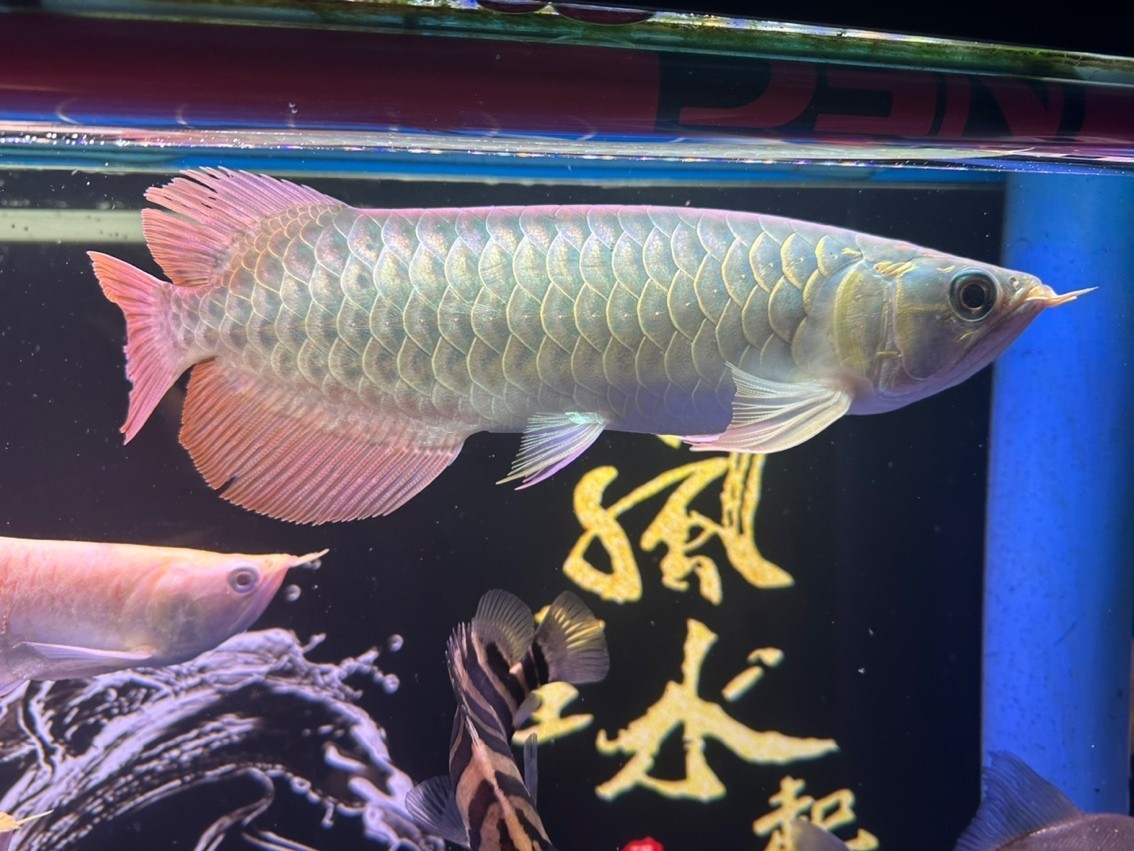 第一次養紅龍，30公分，怎么樣？