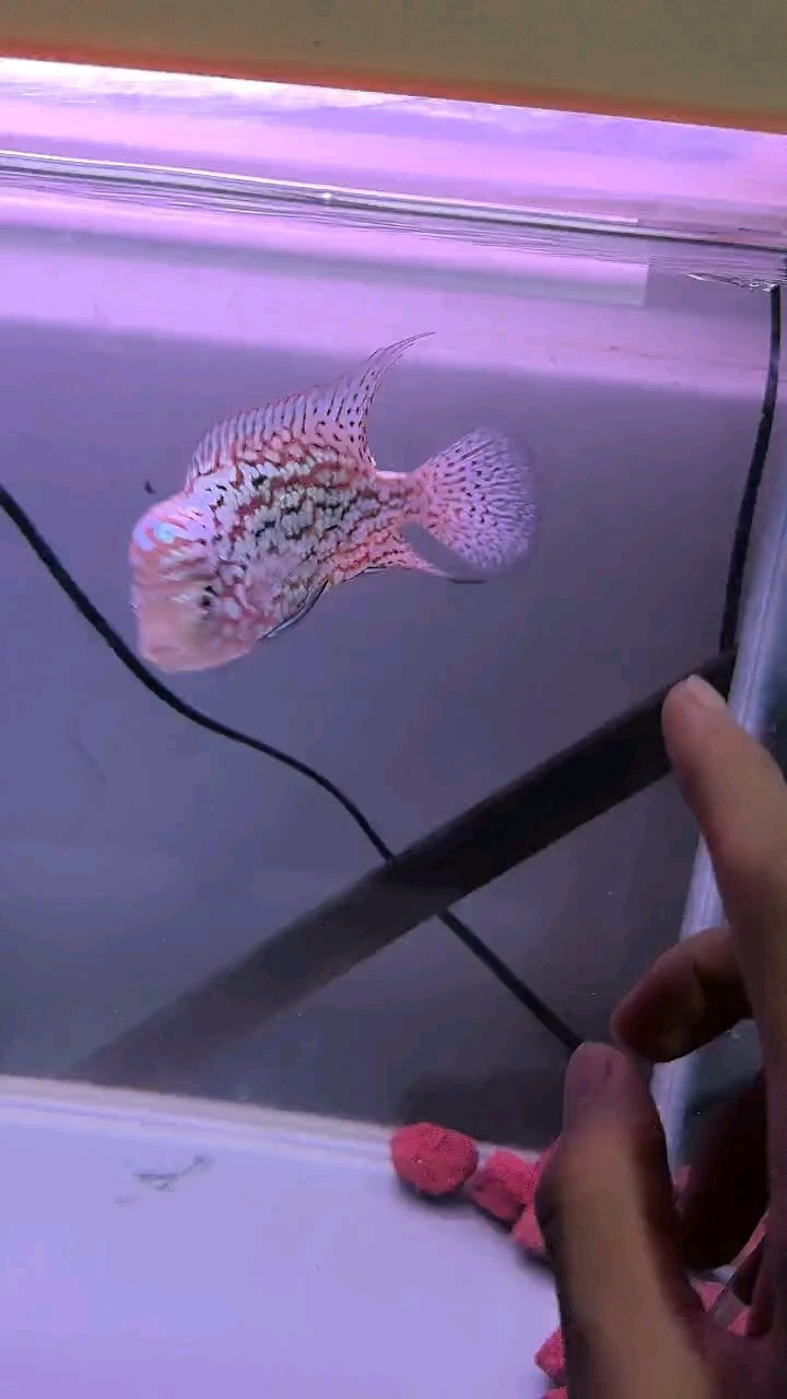 大了一點