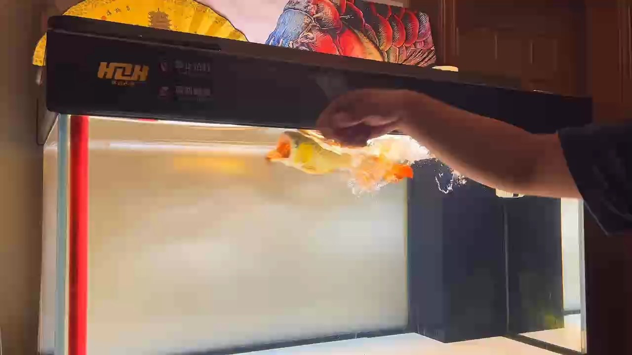 狀態+頭版+身形+鰭尾+后期發色 狀態+頭版+身形+鰭尾+后期發色 龍魚論壇