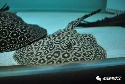皇冠黑白魟魚飼養溫度：皇冠黑白魟魚的最佳飼養溫度為26-28攝氏度