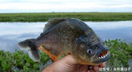 虎魚適合多高的水位養：虎魚適合在中層水域游動，具體的高度可以根據虎魚的種類和數量決定