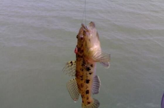 誘捕蝦虎魚(yú)：誘捕蝦虎魚(yú)的方法