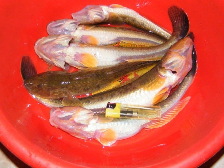 龍魚肚子鼓起是由多種原因引起的，龍魚肚子鼓起會(huì)自愈嗎，龍魚肚子鼓起可能是由多種原因引起的，龍魚肚子鼓起會(huì)自愈嗎