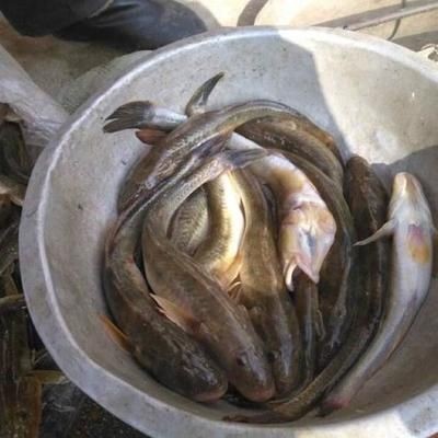 誘捕蝦虎魚(yú)：誘捕蝦虎魚(yú)的方法