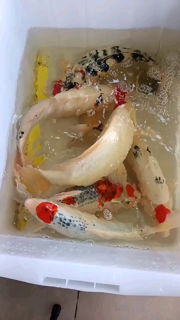 低價(jià)打包6條大丹頂錦鯉 低價(jià)打包6條大丹頂錦鯉 龍魚論壇
