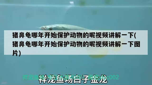 豬鼻龜哪年開始保護動物的呢視頻講解一下(豬鼻龜哪年開始保護動物的呢視頻講解一下圖片)