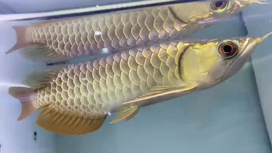 看