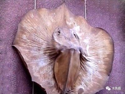 魟魚消化不良的急救措施：魟魚消化不良的急救措施[需手動填充][需手動填充]魚消化不良的急救措施 魟魚消化不良的急救措施：魟魚消化不良的急救措施[需手動填充][需手動填充]魚消化不良的急救措施 魟魚百科 第4張