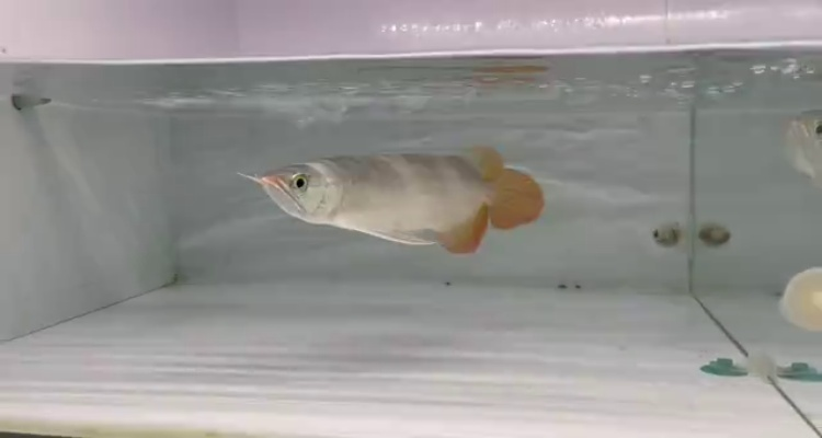 金波鄉龍魚水族店(金龍魚村電話) 49號缸-印尼大湖賽級小紅龍,越大越漂亮品種。 龍魚論壇 49號缸-印尼大湖賽級小紅龍,越大越漂亮品種。 49號缸-印尼大湖賽級小紅龍,越大越漂亮品種。 龍魚論壇