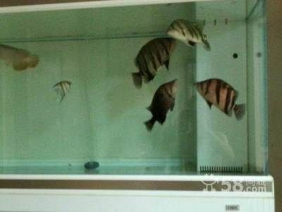 三文虎價格：三文虎價格因種類、大小、來源等因素有所不同而有所不同