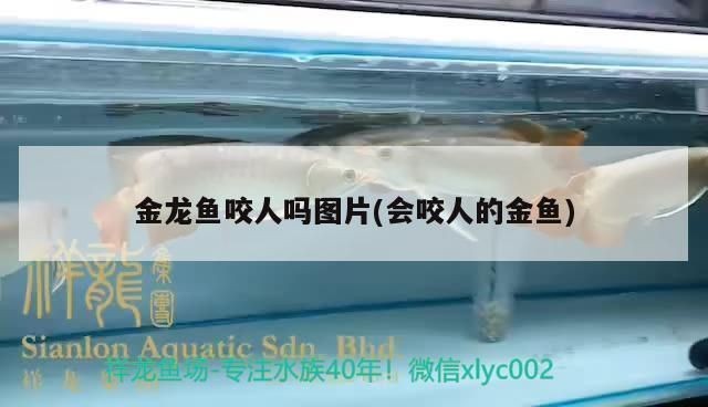 紅龍魚咬人有毒嗎：紅龍魚咬人有毒嗎詳情