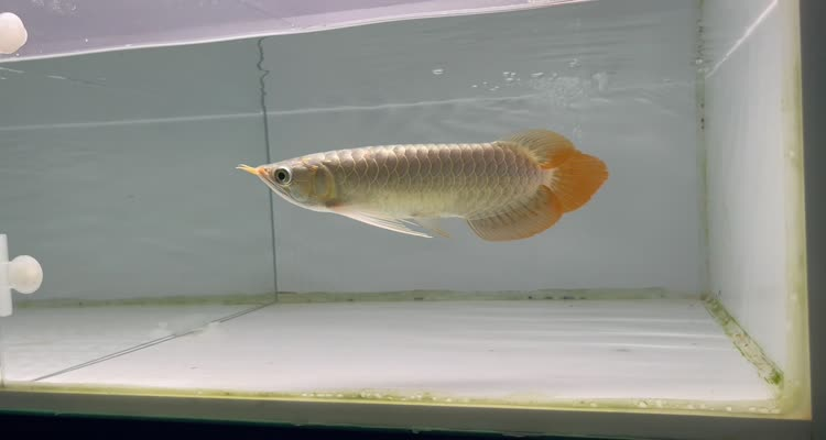 43號右缸-印尼大湖賽級小紅龍，越大越漂亮品種。 43號右缸-印尼大湖賽級小紅龍，越大越漂亮品種。 龍魚論壇
