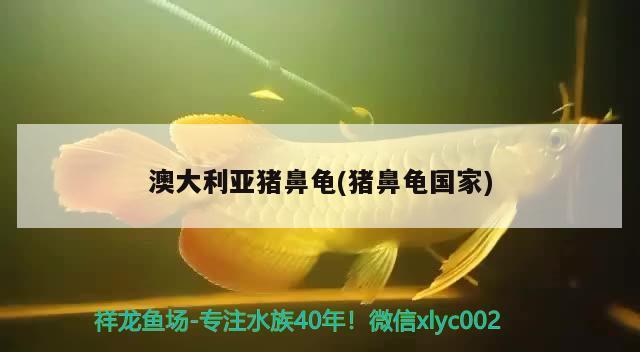 澳大利亞豬鼻龜(豬鼻龜國家)