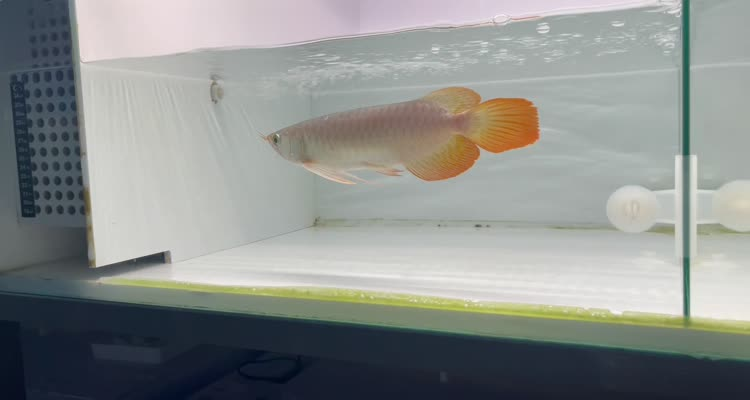 44號左缸-印尼大湖賽級小紅龍，越大越漂亮品種。
