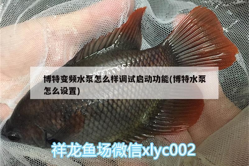 博特變頻水泵怎么樣調試啟動功能(博特水泵怎么設置) 博特變頻水泵怎么樣調試啟動功能(博特水泵怎么設置) 博特水族