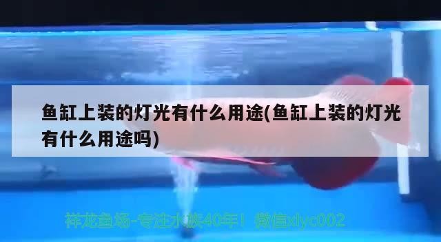 魚缸上裝的燈光有什么用途(魚缸上裝的燈光有什么用途嗎)