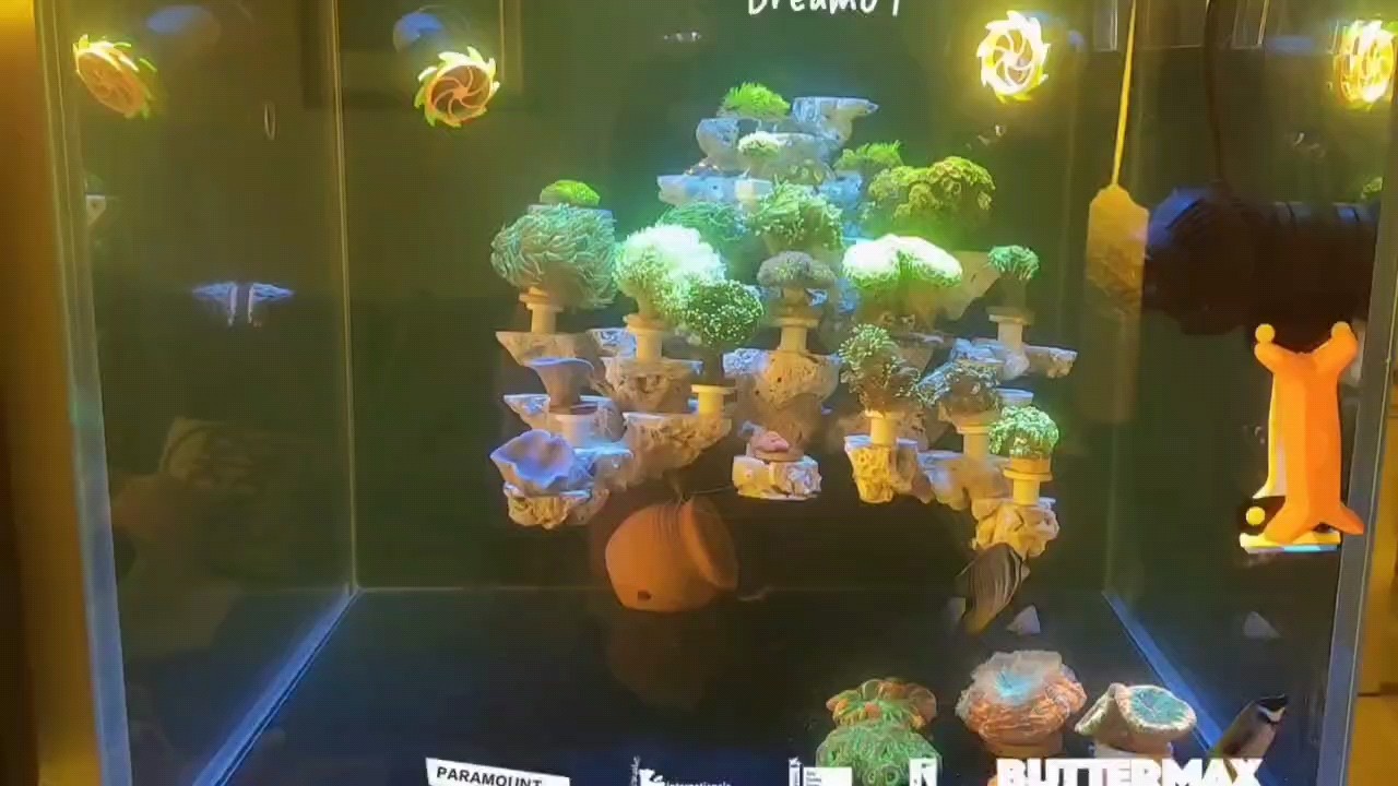 海缸日記