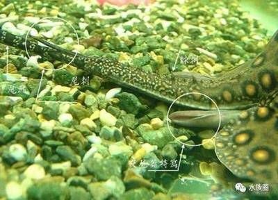 淡水魟魚養(yǎng)殖技巧：淡水魟魚的養(yǎng)殖技巧 淡水魟魚養(yǎng)殖技巧：淡水魟魚的養(yǎng)殖技巧 魟魚百科 第1張