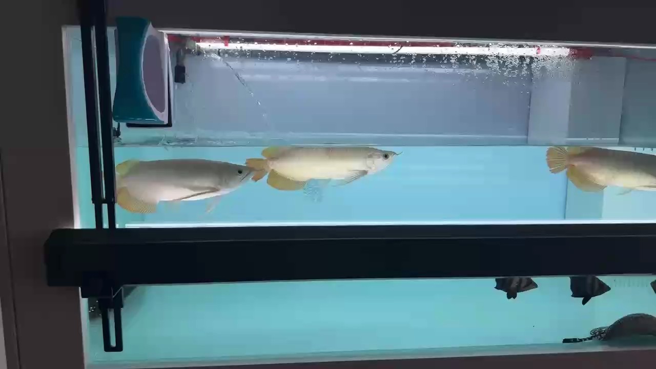開啟混養模式，打架開始