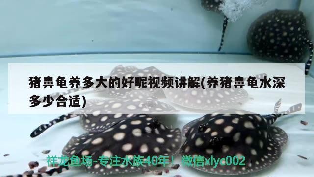 魚缸 豬鼻龜養多大的好呢視頻講解(養豬鼻龜水深多少合適) 豬鼻龜百科 豬鼻龜養多大的好呢視頻講解(養豬鼻龜水深多少合適) 豬鼻龜養多大的好呢視頻講解(養豬鼻龜水深多少合適) 豬鼻龜百科