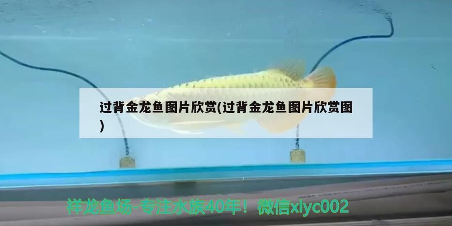 過背金龍魚圖片欣賞(過背金龍魚圖片欣賞圖)