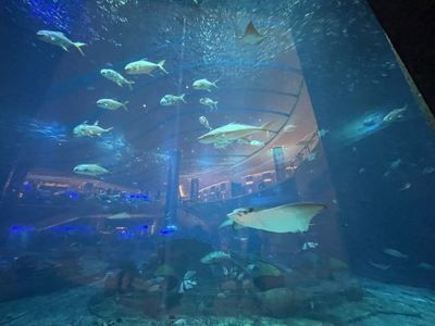 三亞水族館vs祥龍魚場（三亞水族館和祥龍魚場哪個好）