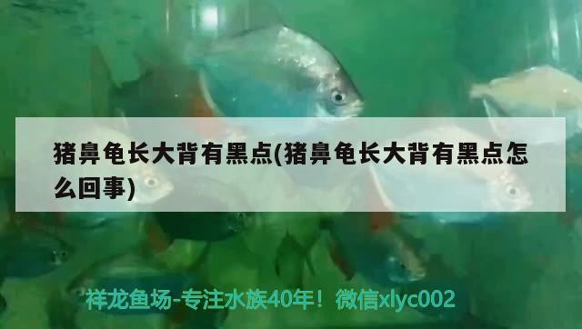 豬鼻龜長大背有黑點(豬鼻龜長大背有黑點怎么回事)