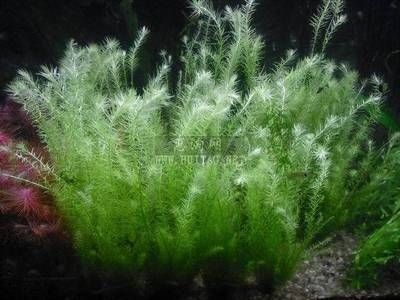 魚缸水草種類常見水草有哪些：魚缸水草種類有哪些