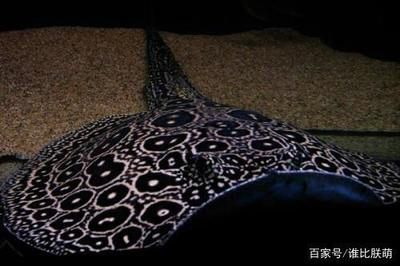 魟魚公魚和母魚哪個長的大：魟魚公魚和母魚哪個長得大