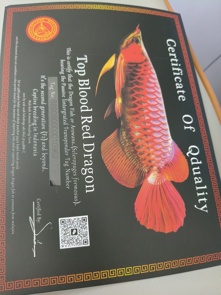 網購，不知道是不是真的紅龍，哪位大佬幫忙