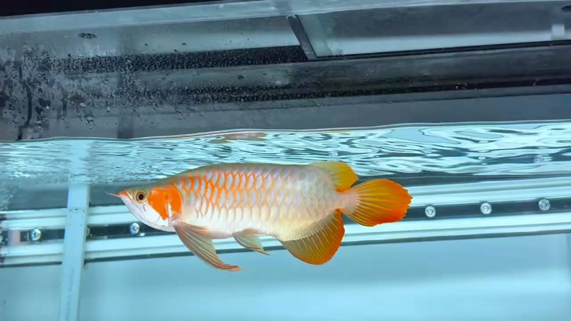 像這樣的白玉.可遇不可求. 像這樣的白玉.可遇不可求. 龍魚論壇
