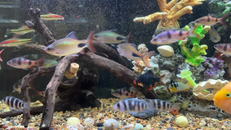 紅龍魚魚缸背景:關(guān)于紅龍魚的選擇 紅龍魚百科 第4張 紅龍魚魚缸背景:關(guān)于紅龍魚的選擇 紅龍魚魚缸背景:關(guān)于紅龍魚的選擇 紅龍魚百科 第4張