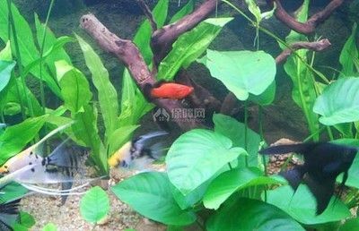 40厘米小魚缸造景圖片：40厘米小魚缸造景的技巧與方法