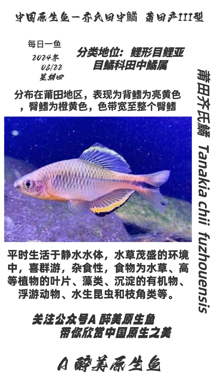 莆田齊氏鱊 第三款