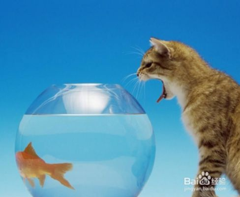 大魚缸怎么樣才能移動過來：移動大魚缸搬運中的常見誤區在搬運中的常見誤區和技巧
