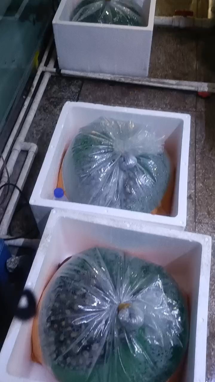 發走，平安喜樂 發走，平安喜樂 龍魚論壇