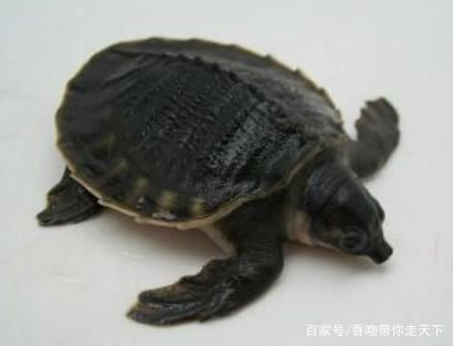 豬鼻龜別名：豬鼻龜的飼養技巧 豬鼻龜別名：豬鼻龜的飼養技巧 豬鼻龜百科 第3張