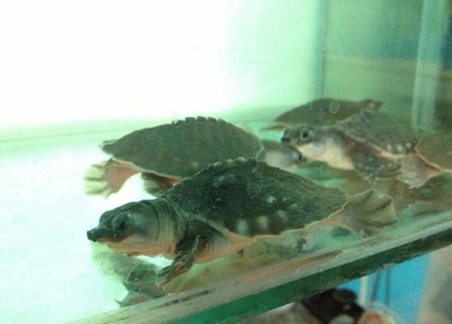 豬鼻龜別名：豬鼻龜的飼養技巧 豬鼻龜別名：豬鼻龜的飼養技巧 豬鼻龜百科 第5張