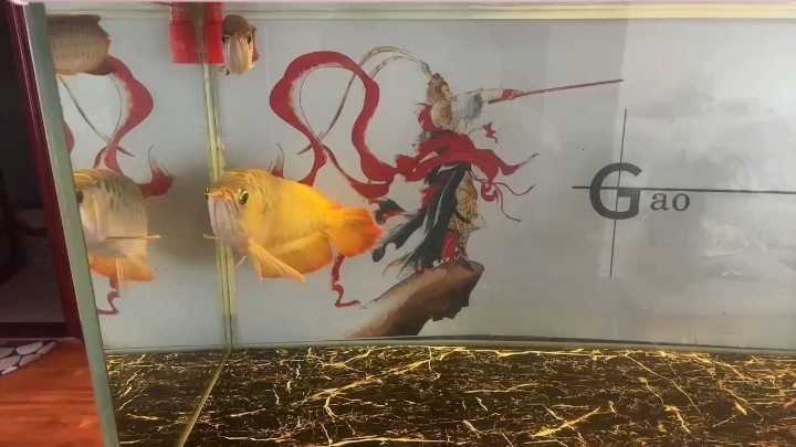 紅龍混養(yǎng)成功第七天