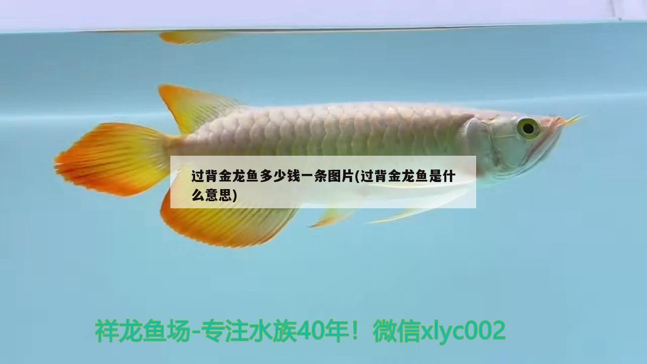 過背金龍魚多少錢一條圖片(過背金龍魚是什么意思)