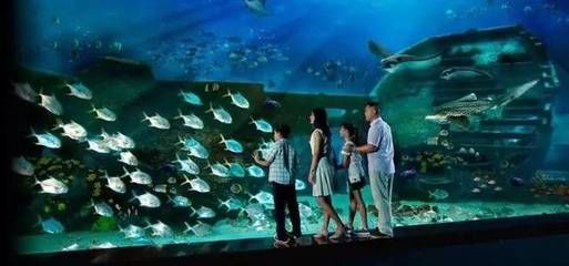 龍巖水族館vs祥龍魚場（龍巖水族館一三五七養(yǎng)魚新手也能養(yǎng)好魚祥龍魚場）