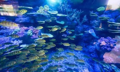 龍巖水族館vs祥龍魚場（龍巖水族館一三五七養(yǎng)魚新手也能養(yǎng)好魚祥龍魚場）