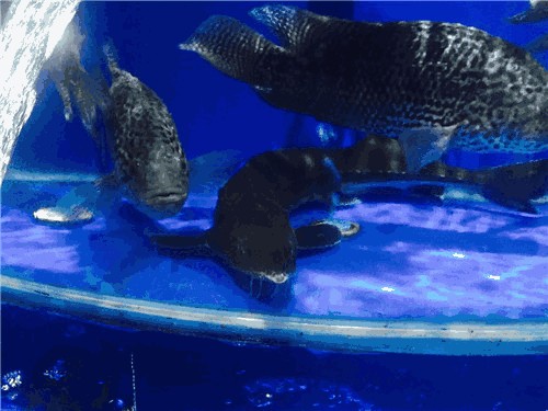 龍巖水族館vs祥龍魚場（龍巖水族館一三五七養(yǎng)魚新手也能養(yǎng)好魚祥龍魚場）