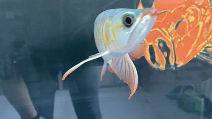 吐魯番龍魚vs祥龍魚場（吐魯番養殖三文魚和祥龍魚場各有特色）