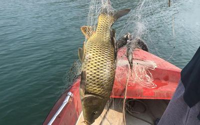 吐魯番龍魚vs祥龍魚場（吐魯番養殖三文魚和祥龍魚場各有特色）