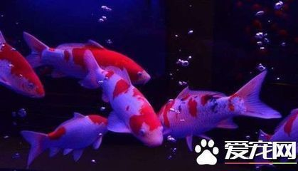 藍(lán)底紅龍魚和綠底紅龍魚哪個好：藍(lán)底紅龍魚與綠底紅龍魚各有優(yōu)缺點 藍(lán)底紅龍魚和綠底紅龍魚哪個好：藍(lán)底紅龍魚與綠底紅龍魚各有優(yōu)缺點 紅龍魚百科 第3張