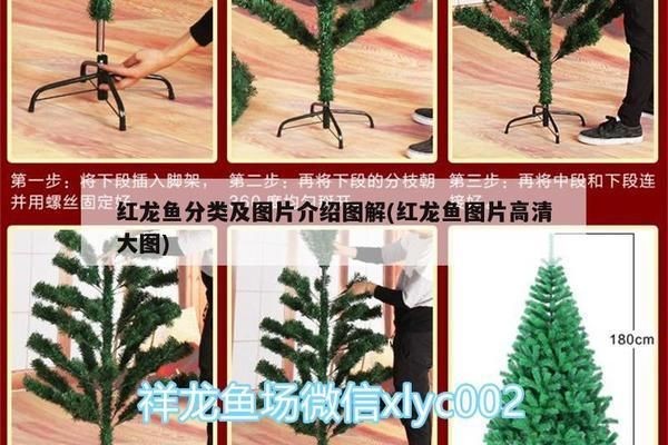 藍(lán)底紅龍魚和綠底紅龍魚哪個好：藍(lán)底紅龍魚與綠底紅龍魚各有優(yōu)缺點 藍(lán)底紅龍魚和綠底紅龍魚哪個好：藍(lán)底紅龍魚與綠底紅龍魚各有優(yōu)缺點 紅龍魚百科 第5張