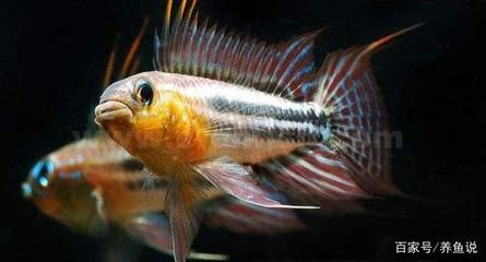 觀賞魚什么季節繁殖好（觀賞魚的繁殖生物學研究） 觀賞魚什么季節繁殖好（觀賞魚的繁殖生物學研究） 魚缸百科 第4張