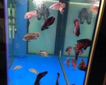 濰坊龍魚vs祥龍魚場（探討濰坊龍魚與祥龍魚場之間的差異之前，我們需要明確兩個概念） 濰坊龍魚vs祥龍魚場（探討濰坊龍魚與祥龍魚場之間的差異之前，我們需要明確兩個概念） 全國水族館企業(yè)名錄 第2張