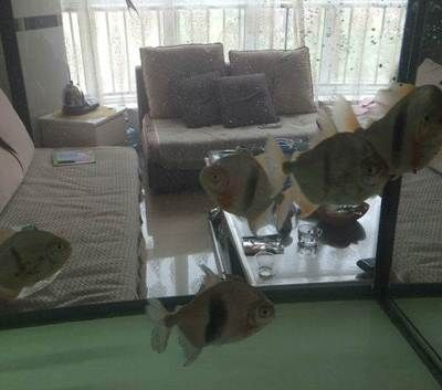濰坊龍魚vs祥龍魚場（探討濰坊龍魚與祥龍魚場之間的差異之前，我們需要明確兩個概念） 濰坊龍魚vs祥龍魚場（探討濰坊龍魚與祥龍魚場之間的差異之前，我們需要明確兩個概念） 全國水族館企業(yè)名錄 第5張